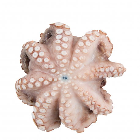 Χταπόδι νωπό χύμα - octopus vulgaris Ελλάδος