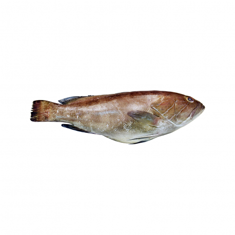 Ψάρι νωπό σφυριδάκι Ελλάδος fao37